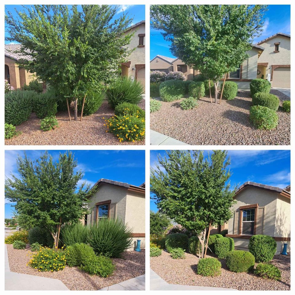 Four photos of a well-maintained suburban front yard featuring decorative rocks, trimmed bushes, a small tree, flowering plants, and lush turf by a top-rated artificial grass installer in Phoenix, all set against a beige house under a clear blue sky.