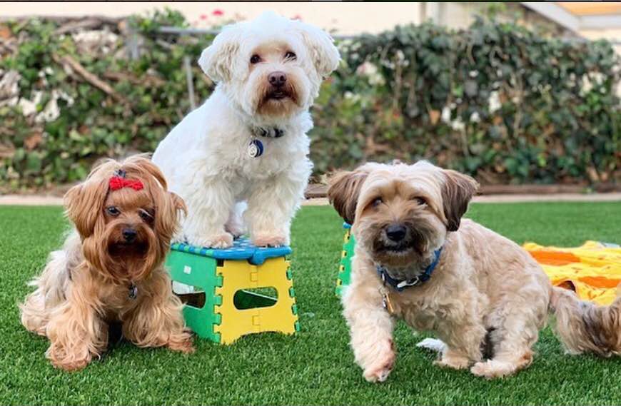 Three small dogs pose on lush green grass. One white dog stands on a colorful plastic stool, while a brown dog with a red bow and another tan dog sit nearby—perfect for showcasing work by a Top-Rated Artificial Grass Installer Phoenix. A hedge and house are behind.