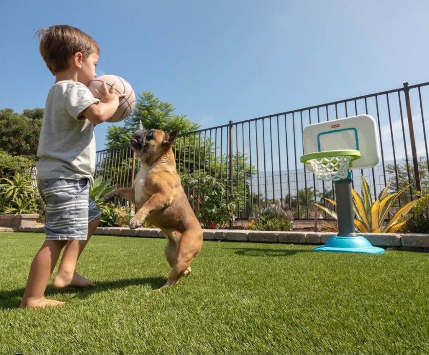 A young boy holding a basketball stands on lush grass, while a small dog jumps up playfully beside him. A toy basketball hoop is nearby in the sunny, fenced backyard—expertly landscaped by a Top-Rated Artificial Grass Installer Phoenix.