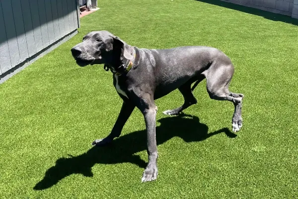 A large gray Great Dane with a collar strolls on bright green turf near a building, casting a shadow in the sunlight—perfect for showcasing work by a top-rated artificial grass installer Phoenix residents trust.