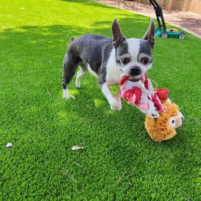 A small black and white dog stands on bright green grass, installed by a Top-Rated Artificial Grass Installer in Phoenix, holding a plush toy with red, white, and brown colors in its mouth. A green yard tool is visible in the background.