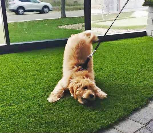 A fluffy tan dog on a leash playfully stretches with its front legs and head low on bright green grass, expertly installed by a Top-Rated Artificial Grass Installer Phoenix, with a car parked outside a glass fence in the background.